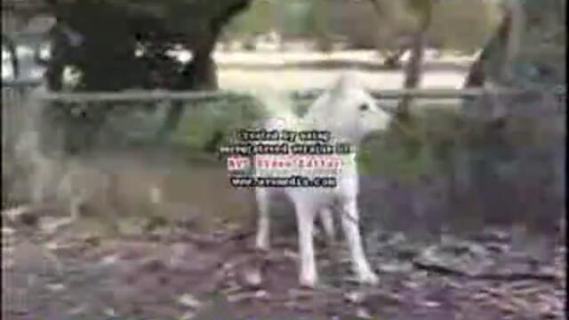 Куче лае по нещо