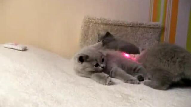 Котешки сладури