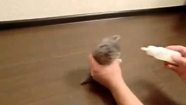 Много гладно коте