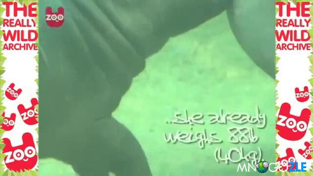 Хипопотамче се учи да плува