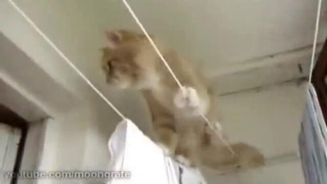 Коте еквилибрист