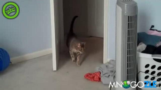 Твърде стресирано коте