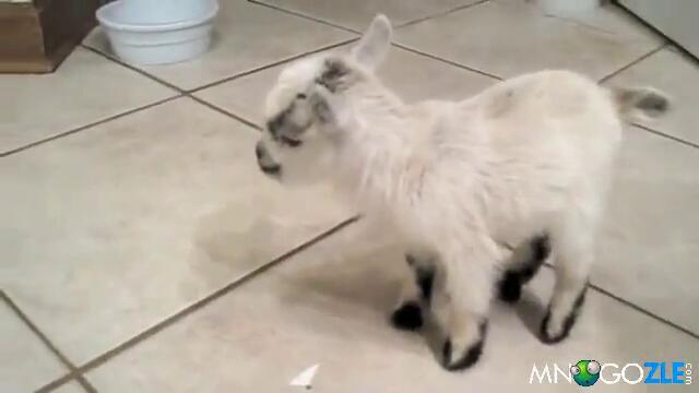 Супер сладки козлета