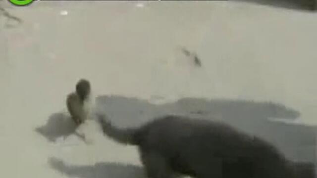 Сладури тежка категория