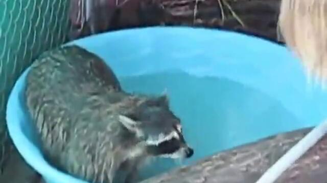 Енот се кефи на баня