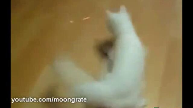 Коте срещу лазер