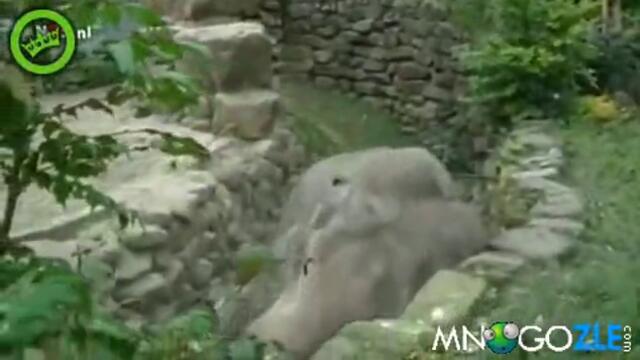 Слон се преби като куче