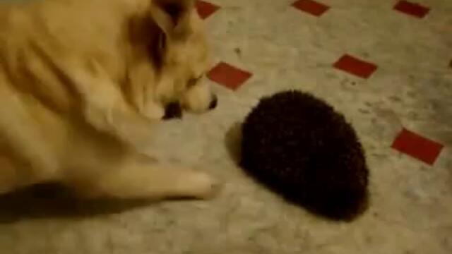 Kuche sreshtu taralej