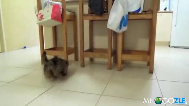 Kutre igrae na gonenica