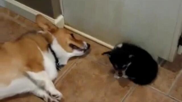 Kutre prycka v liceto na kuche