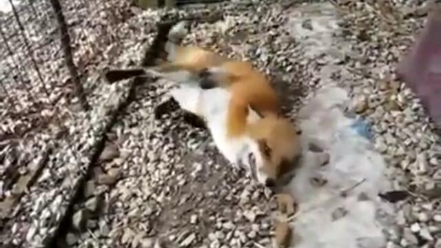 Kutre prycka v liceto na kuche