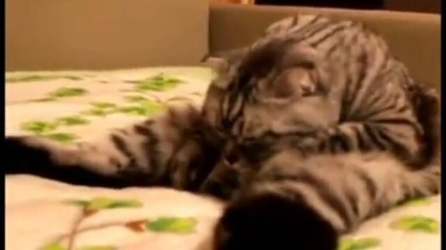 Nai-tyjnoto kote na sveta