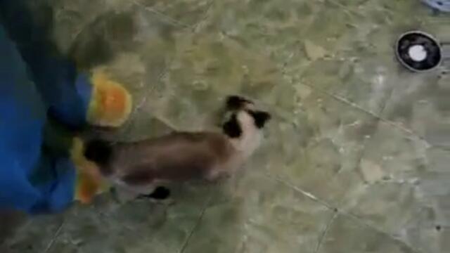 Koteto na Spaidyrmen