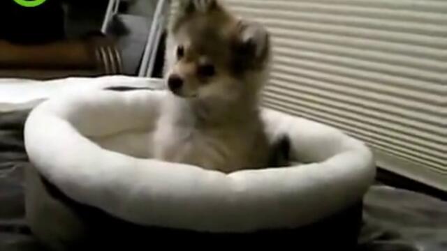 Malko kutre vie kato vylk