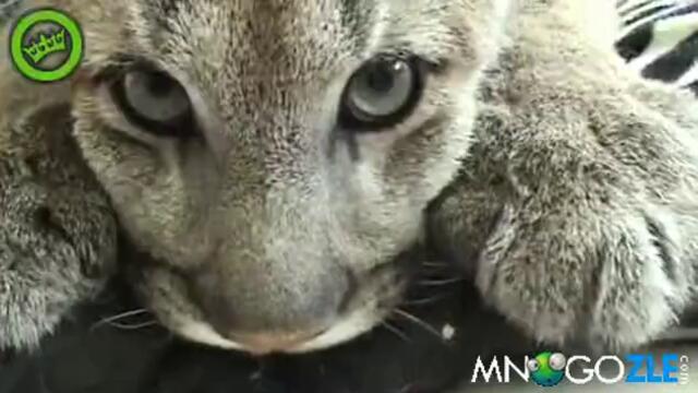 Malko sladko lyvche si pochiva