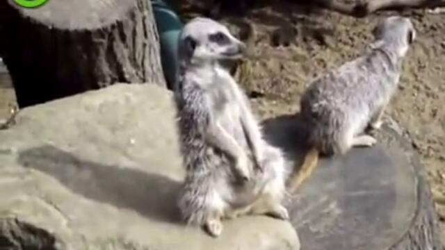 Mnogo izmoren surikat