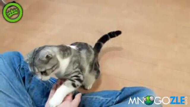 Nai-poslushnoto kote