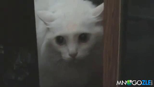 Oshte edno govoreshto kote