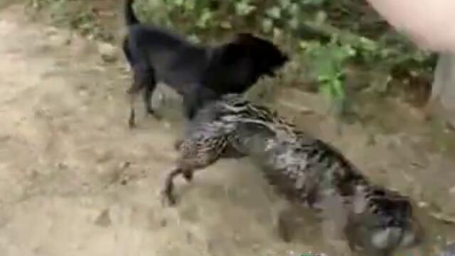 Kuche si pravi kalni bani