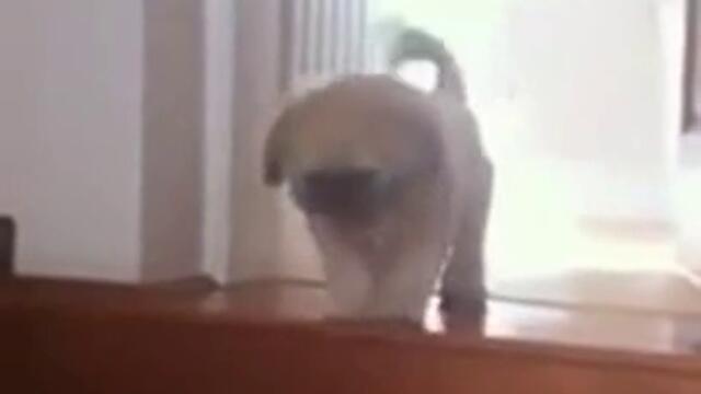 Kutre se gotvi za skok