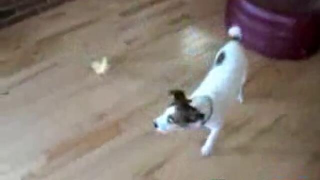 Pilence tormozi kuche