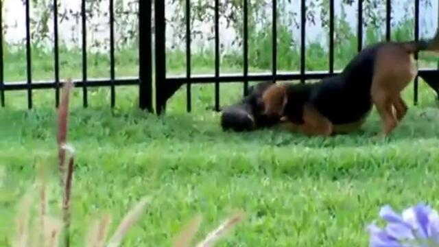 Vidra se zakacha s kuche