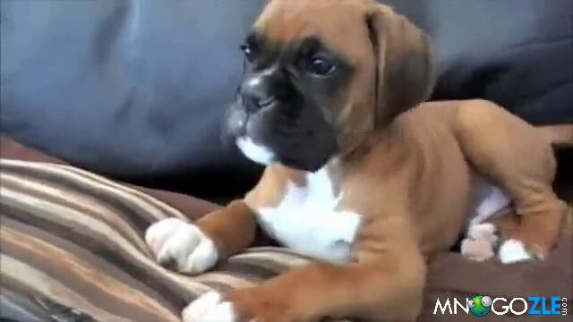 Mychno mu e na sladura