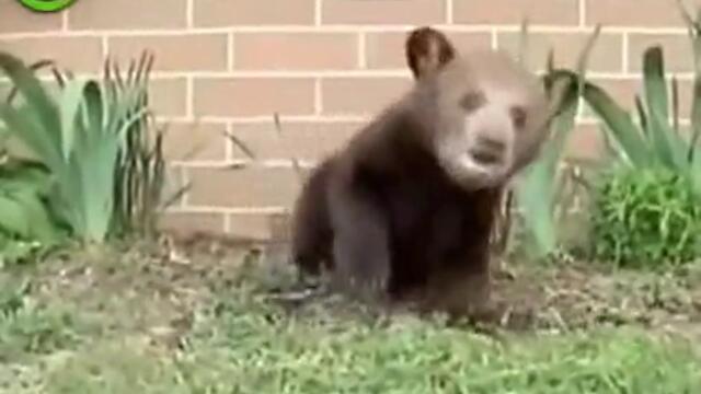 Meche ne moje da spre da kiha