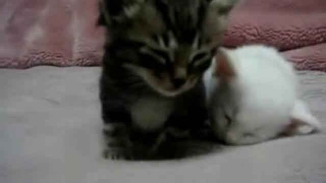 Sladki koteta se unasiat