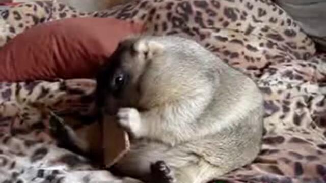 Sladur zakuska biskviti