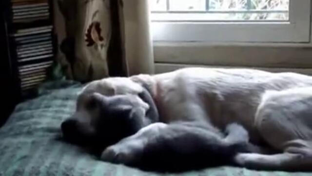 Kote i kuche se gushkat