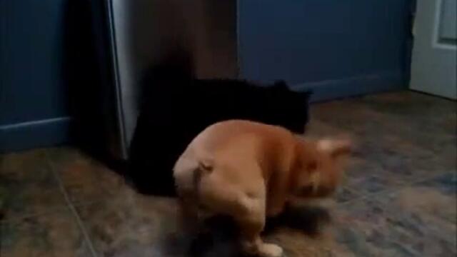 Frenski dog se zakacha s kotka