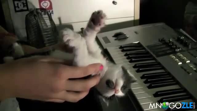 Kote pluva dokato spi