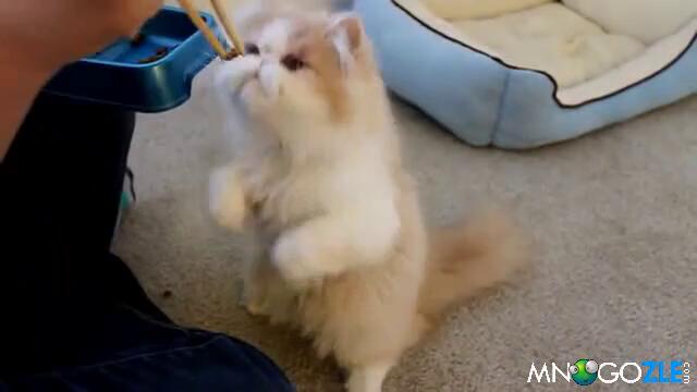 Kote pohapva s klechki