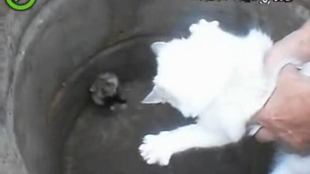 Kote sreshtu hamster