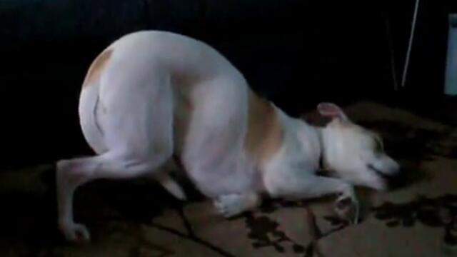 Kuche spi s dupeto nagore