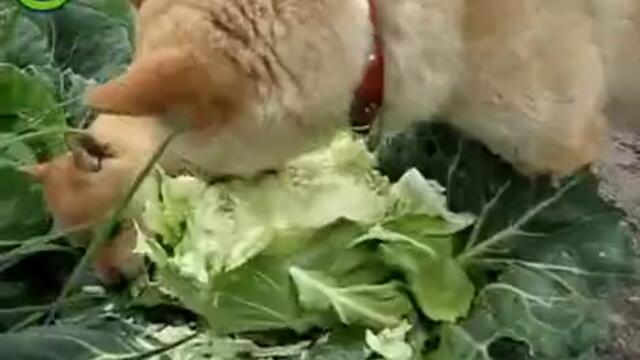 Kuchenca pohapvat zele