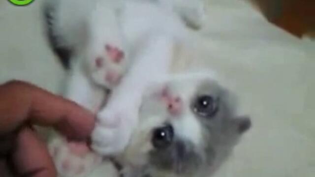 Malyk otnesen sladur