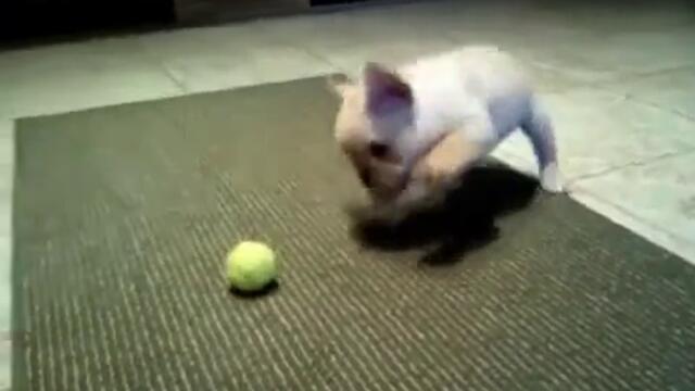 Mega sladur i tenis topka