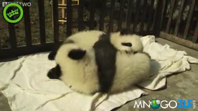 Puhkavi bebeta pandi