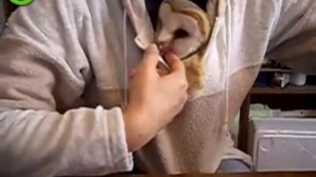 Sladka i galyovna sova