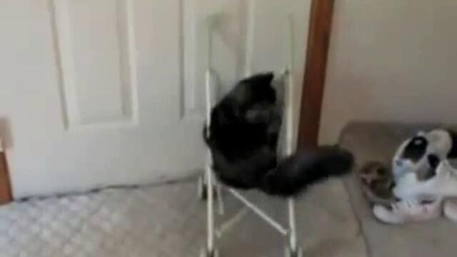 Sladko kote v detska kolichka