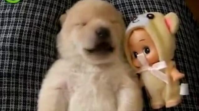 Sladur tejka kategoriia