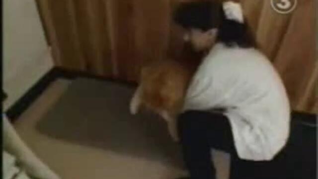 Рекордите На Гинес най-дебела котка