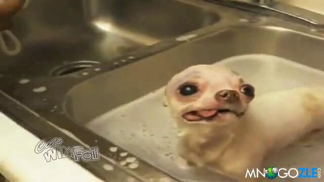 Super luda chihuahua