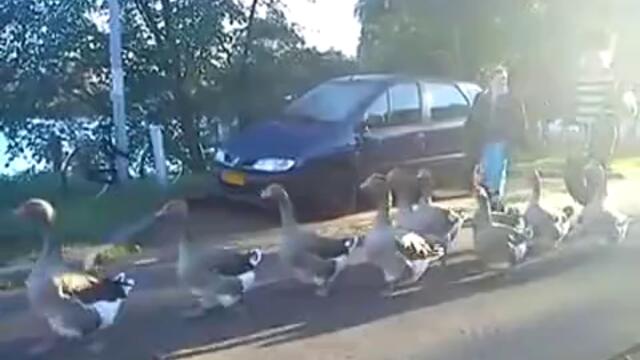 Патици маршируват във Амстердам