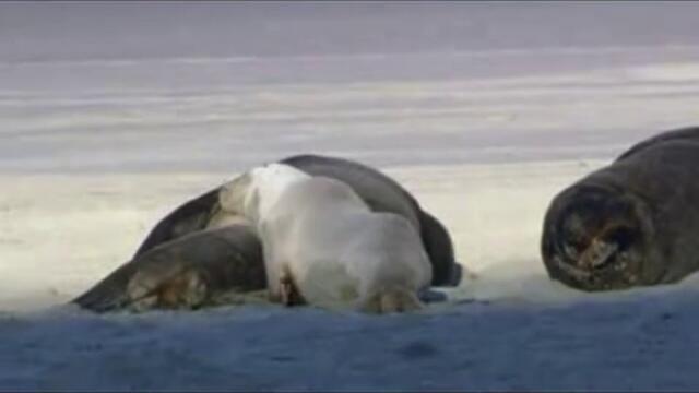 Дива природа