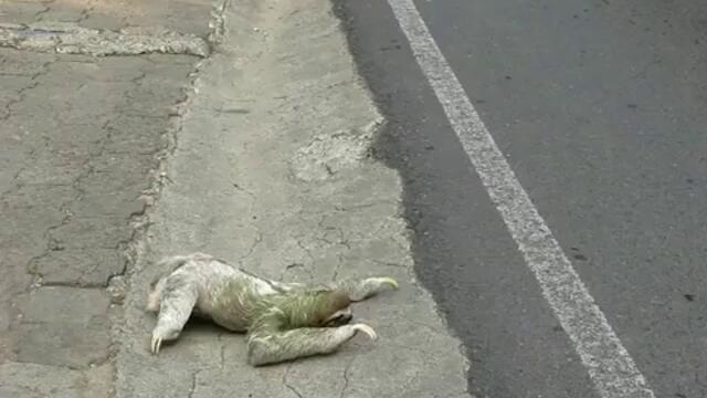 Ленивец преминава шосе, с човешка помощ