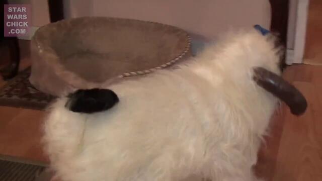 Сладко куче - Да ти е кеф да имаш такъв фастък!