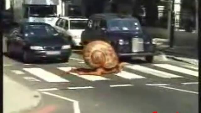 За всички Българи които Не спират на пешеходна пътека